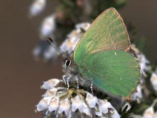 Zmrt (Callophrys rubi)