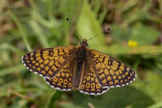 parhan (Melitaea cinxia)