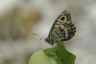 Seyit (Arethusana arethusa)