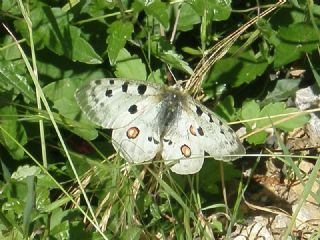 Apollo (Parnassius apollo)