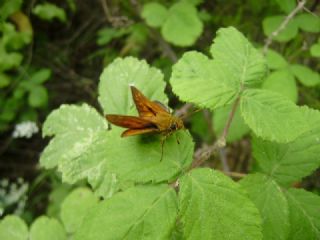 Orman Zpzp (Ochlodes sylvanus)