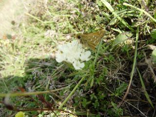 Gm Benekli Zpzp (Hesperia comma)