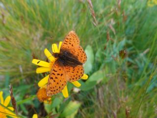 Kafkas Meneke Kelebei (Boloria caucasica)