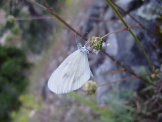 Narin Orman Beyaz (Leptidea sinapis)