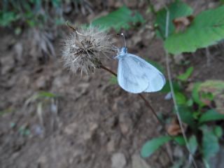 Narin Orman Beyaz (Leptidea sinapis)