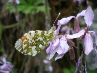 Turuncu Ssl (Anthocharis cardamines)