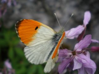 Turuncu Ssl (Anthocharis cardamines)