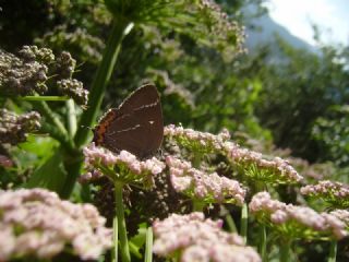 Karaaa Sevbenisi (Satyrium w-album)