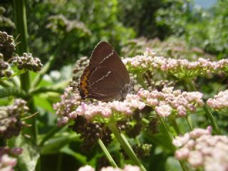 Karaaa Sevbenisi (Satyrium w-album)