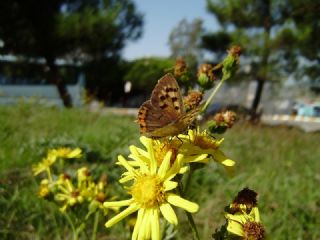 Benekli Bakr Gzeli (Lycaena phlaeas)