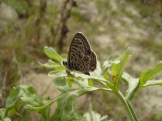 Mavi Zebra&nbsp;(Leptotes&nbsp;pirithous)