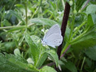 Kutsal Mavi (Celastrina argiolus)