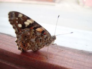 Diken Kelebei (Vanessa cardui)