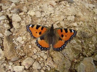 Aglais (Aglais urticae)