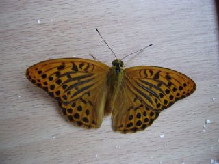 Cengaver (Argynnis paphia)