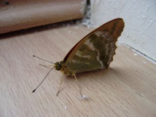 Cengaver (Argynnis paphia)