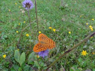 Cengaver (Argynnis paphia)