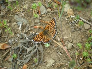 parhan (Melitaea cinxia)