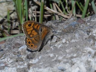 Kk Esmerboncuk (Lasiommata megera)