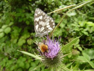 Orman Melikesi (Melanargia galathea)