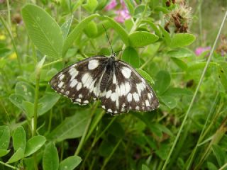 Orman Melikesi (Melanargia galathea)