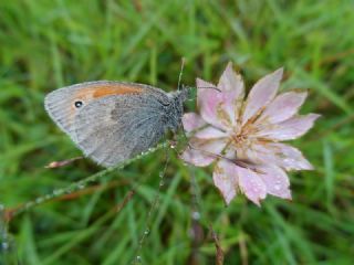 Kk Zpzp Perisi (Coenonympha pamphilus)