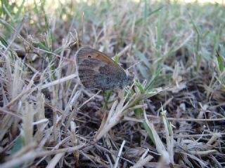 Kk Zpzp Perisi (Coenonympha pamphilus)