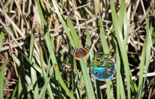 Atalanta (Vanessa atalanta)
