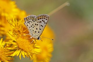�sli Bak�r G�zeli&nbsp;(Lycaena&nbsp;tityrus)