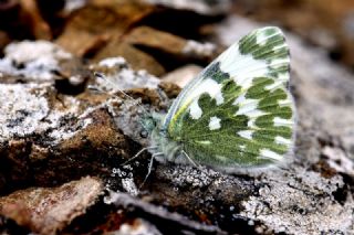 Yeni Beneklimelek (Pontia edusa)