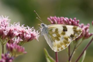 Yeni Beneklimelek (Pontia edusa)