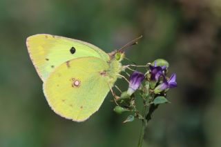 Sar Azamet (Colias croceus)