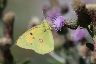 Sar Azamet (Colias croceus)