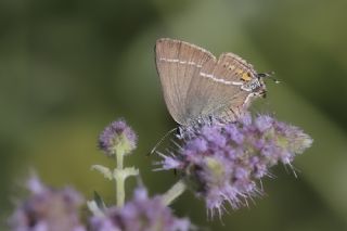Gzel Sevbeni (Satyrium spini)