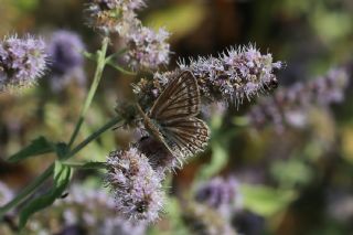 okgzl Dafnis (Polyommatus daphnis)