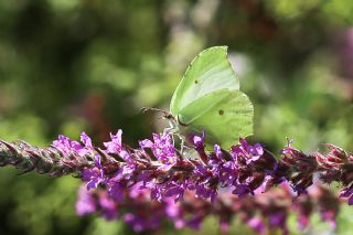 Orakkanat (Gonepteryx rhamni)