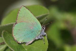 Zmrt (Callophrys rubi)