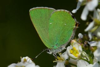 Zmrt (Callophrys rubi)