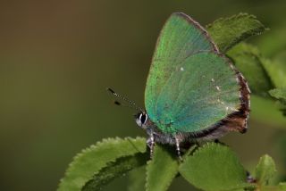 Zmrt (Callophrys rubi)