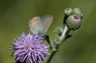 Minik Sevbeni (Satyrium acaciae)