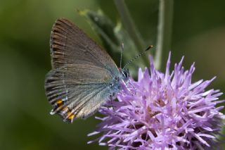 Minik Sevbeni (Satyrium acaciae)