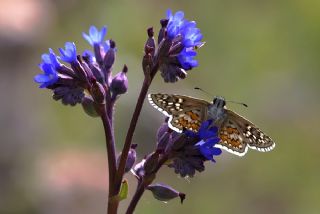 Sar Bandl Zpzp (Pyrgus sidae)