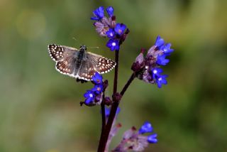 Sar Bandl Zpzp (Pyrgus sidae)