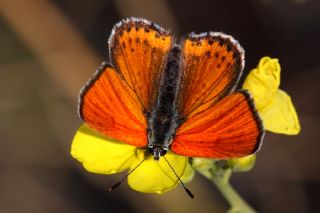 Kk Ate Gzeli (Lycaena thersamon)