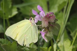 Orakkanat (Gonepteryx rhamni)