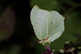 Orakkanat (Gonepteryx rhamni)