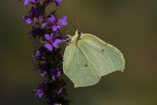 Orakkanat&nbsp;(Gonepteryx&nbsp;rhamni)