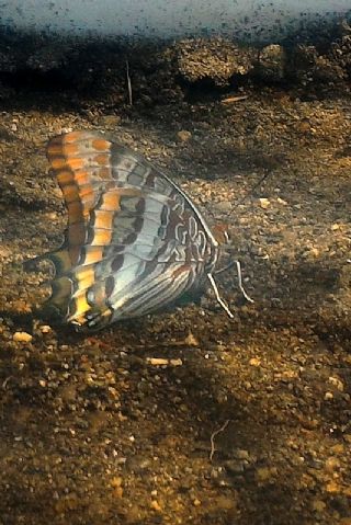 ift Kuyruklu Paa (Charaxes jasius )