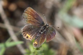 Mcevher Kelebei (Chilades trochylus)