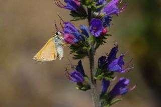 Sar Antenli Zpzp (Thymelicus sylvestris)